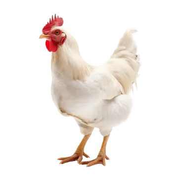 Quş Əti
